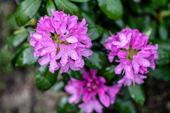 Ponticum variegatum rhododendron roses en fleurs
