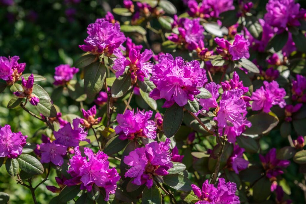 Ponticum variegatum rhododendron violet éclatant en pleine floraison
