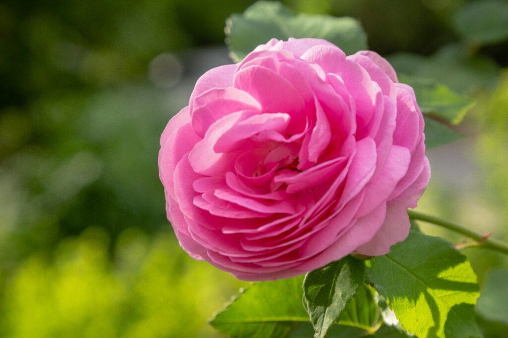 Une belle fleur de rose avec des feuilles vertes