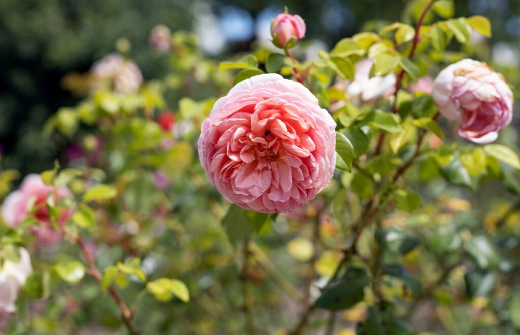 Des roses plantés dans le jardin
