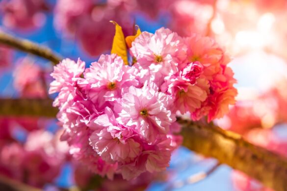 Belle fleurs de cerisier du Japon