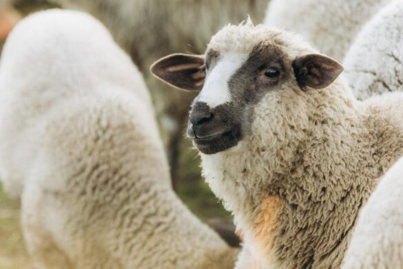 Des brebis élevés dans une ferme