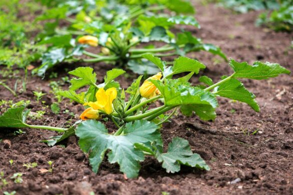 Des courgettes plantées sur le sol