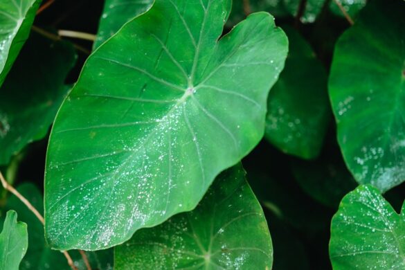Feuille verte d'un oreille d'éléphant