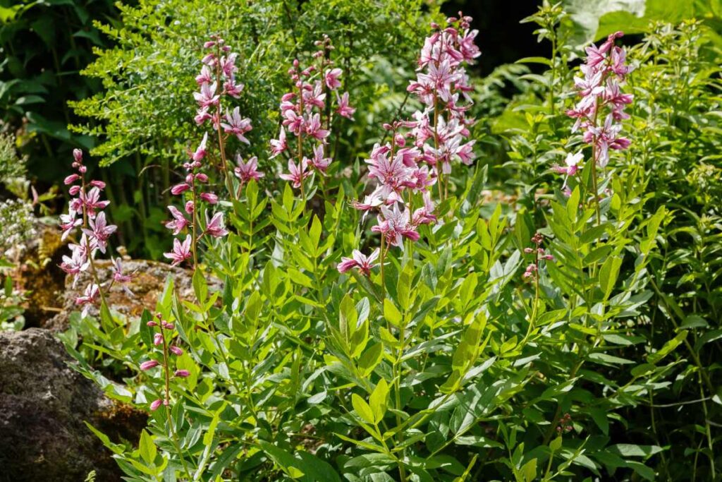 Des feuilles vertes et fleurs roses d'un saule crevette