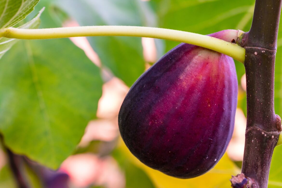 Figue rouge suspendu à une branche