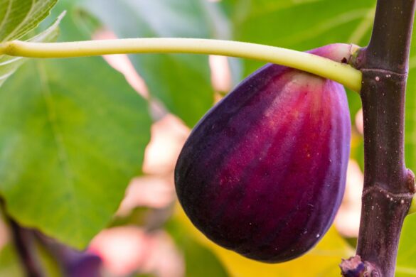 Figue rouge suspendu à une branche