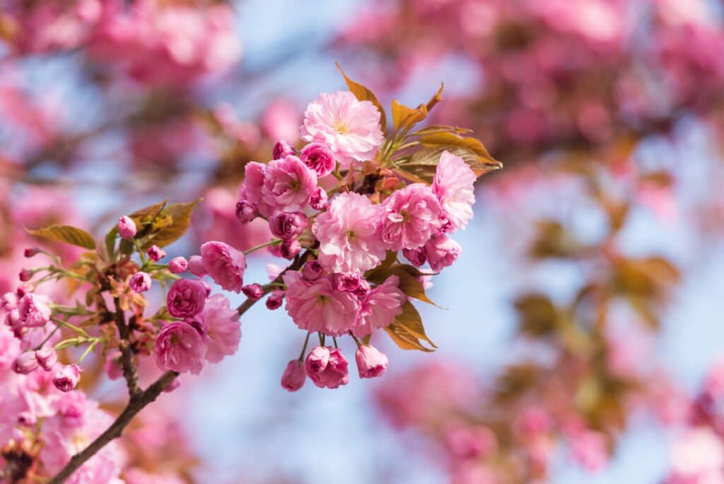 Des fleurs roses d'un cerisier du Japon