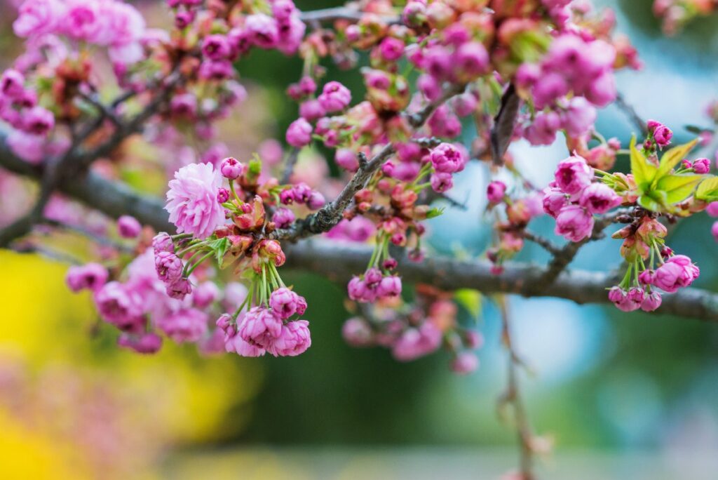 Des fleurs poussées sur une branche de cerisier