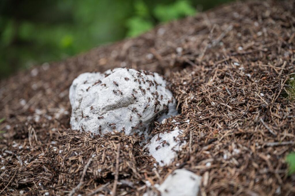 Des fourmis rampant sur une pierre