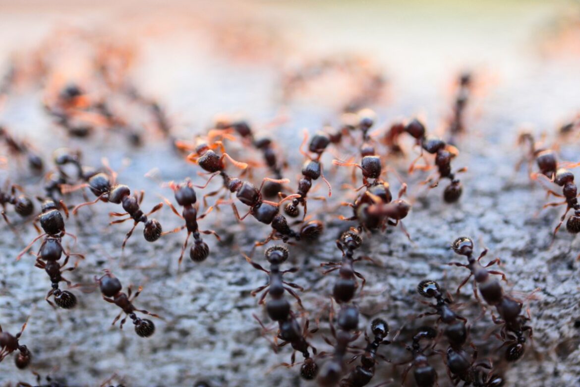Des fourmis marchant dans le jardin
