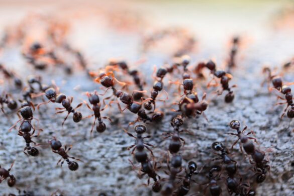Des fourmis marchant dans le jardin
