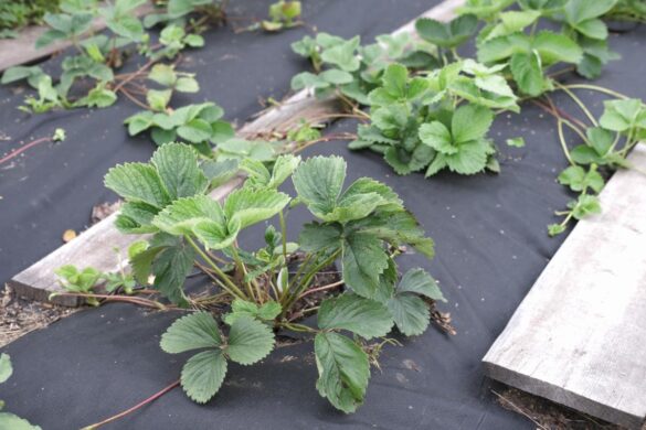 Fraises plantées dans le jardin avec une toile de paillage