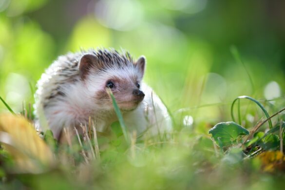 Un hérisson dans l'herbe