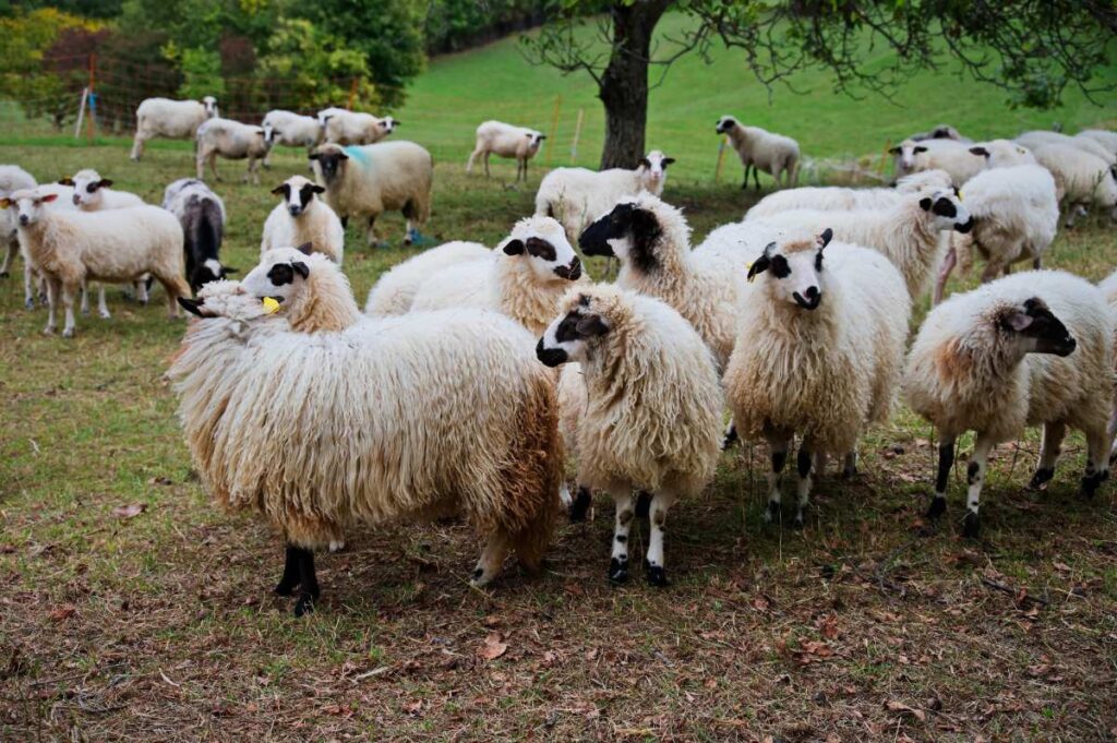 Des moutons dans une ferme