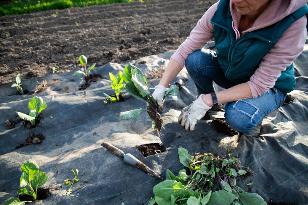 Une personne plantant des légumes dans le jardin