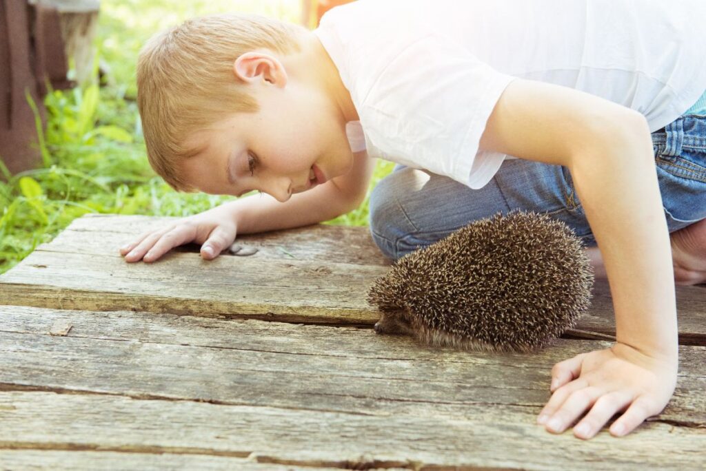 Un petit garçon qui observe un hérisson dans le jardin