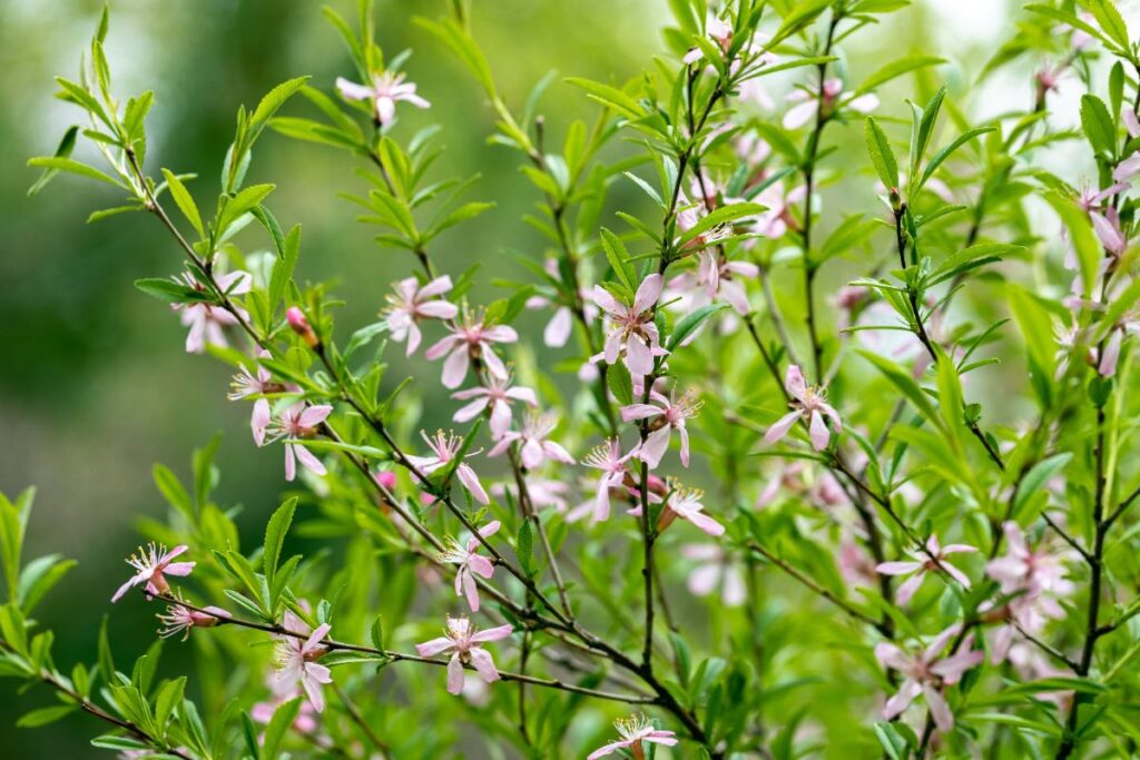 Un saule crevette planté dans le jardin