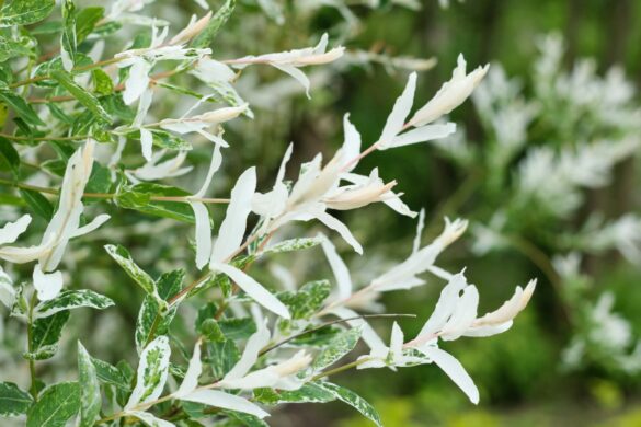 Une plante de saule crevette en pleine floraison