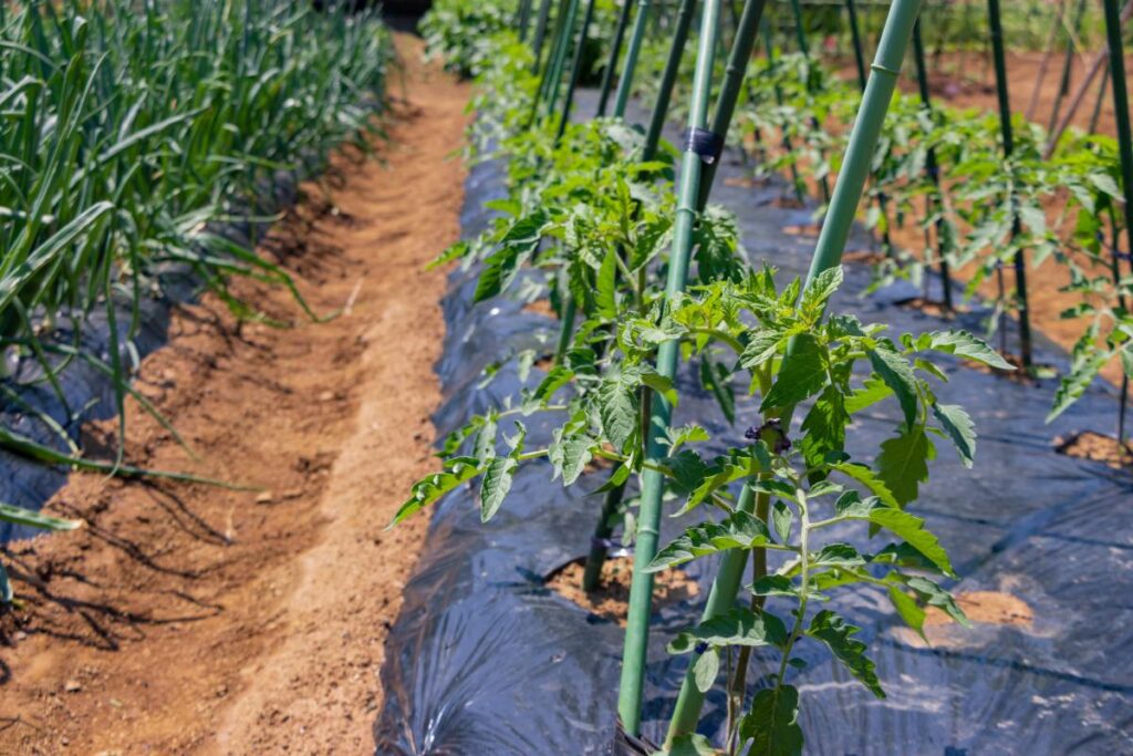 Des tomates plantées dans le potager