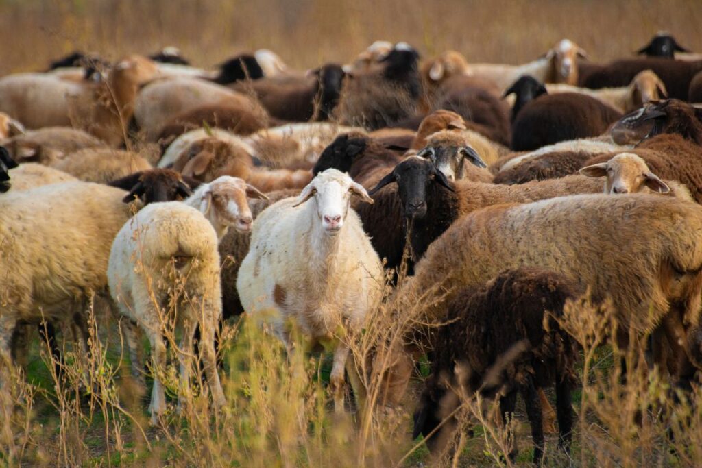 Troupeau de moutons multicolores
