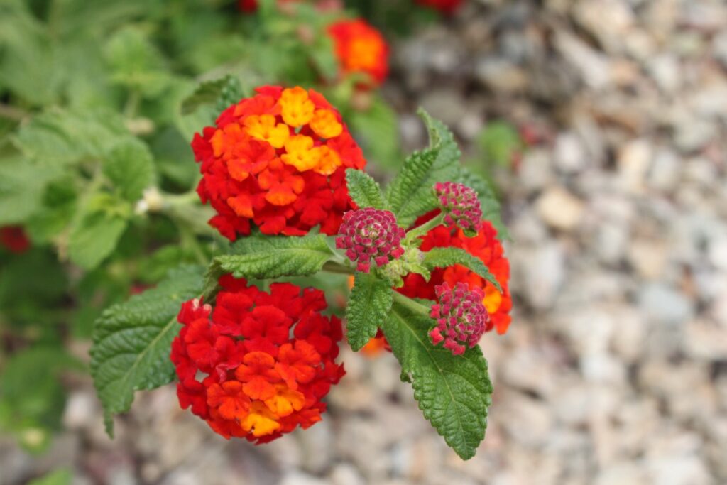 Une belle plante vivace dans le jardin