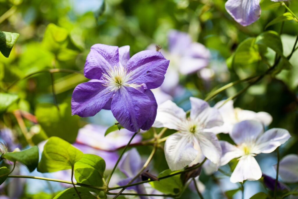 Belle fleurs de clématites dans le jardin