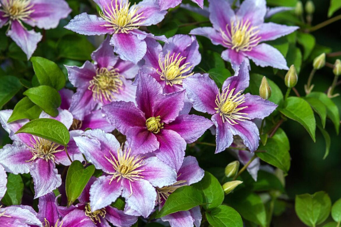 Une plante de clématite violette en fleurs