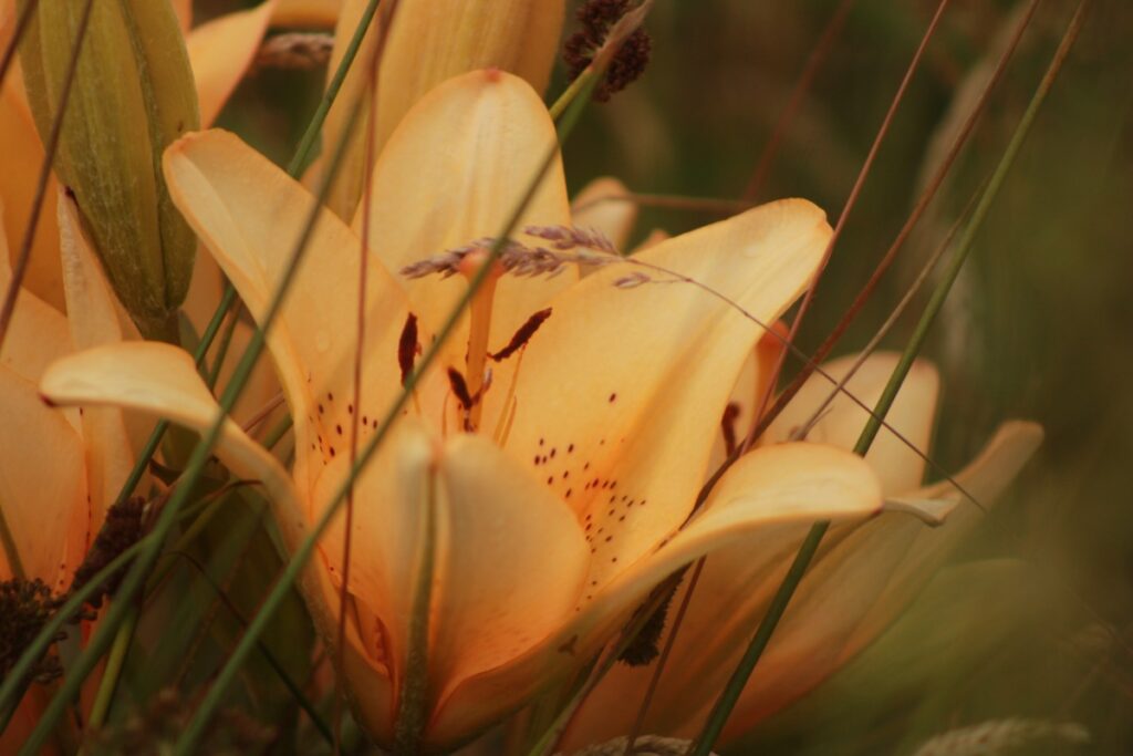 Une délicate fleur de lys jaune