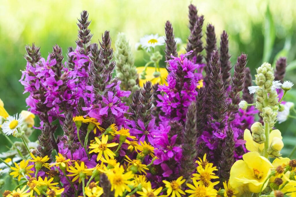 Des diverses fleurs dans un beau jardin