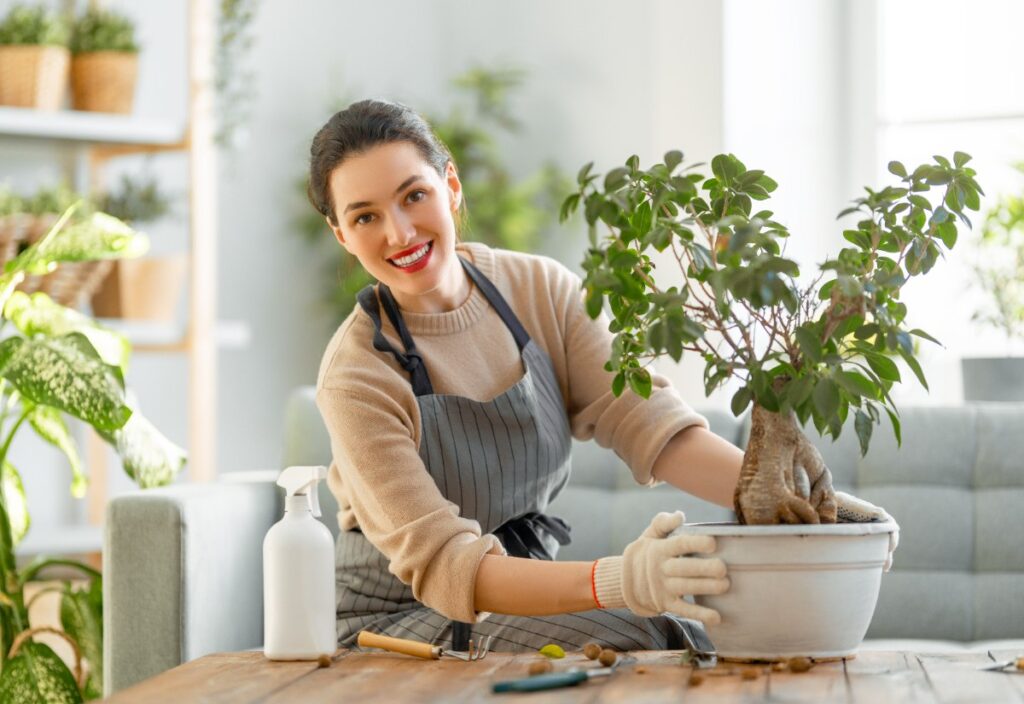 Une femme entretenant son ficus