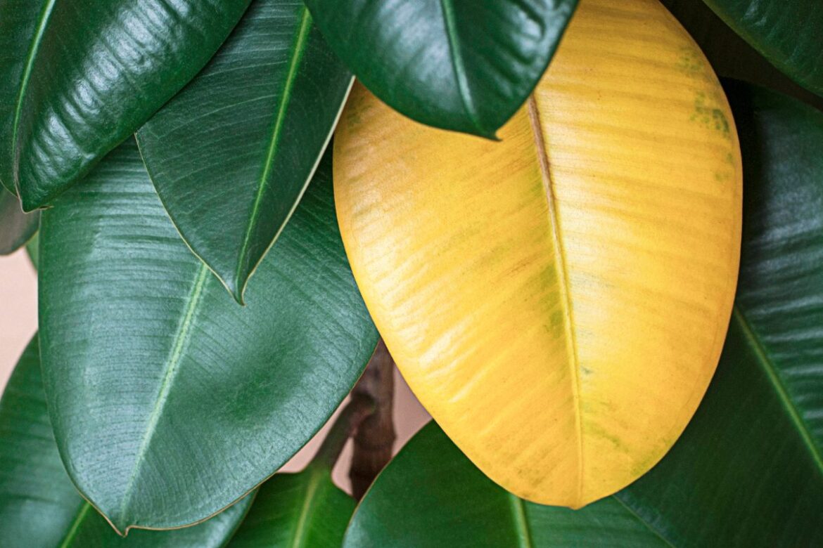 Feuilles vertes et jaunes d'une plante de ficus