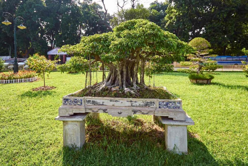 Ficus planté dans un beau jardin