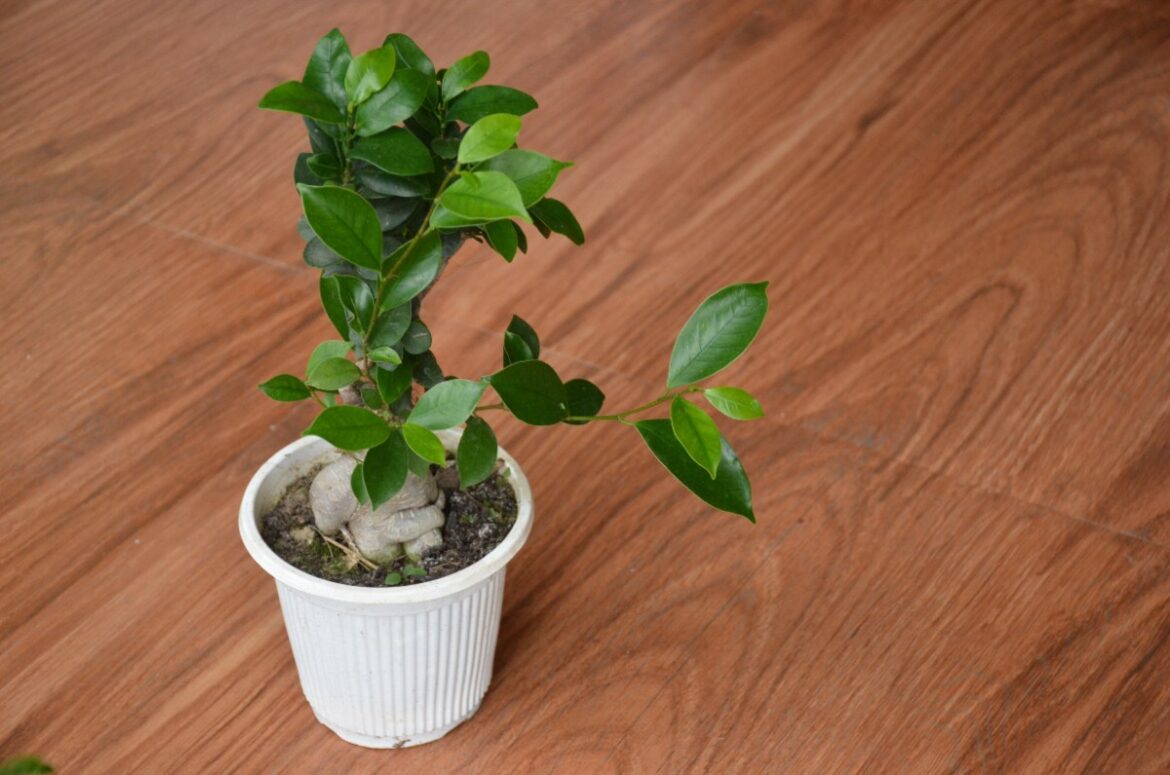 Une plante de ficus en pot