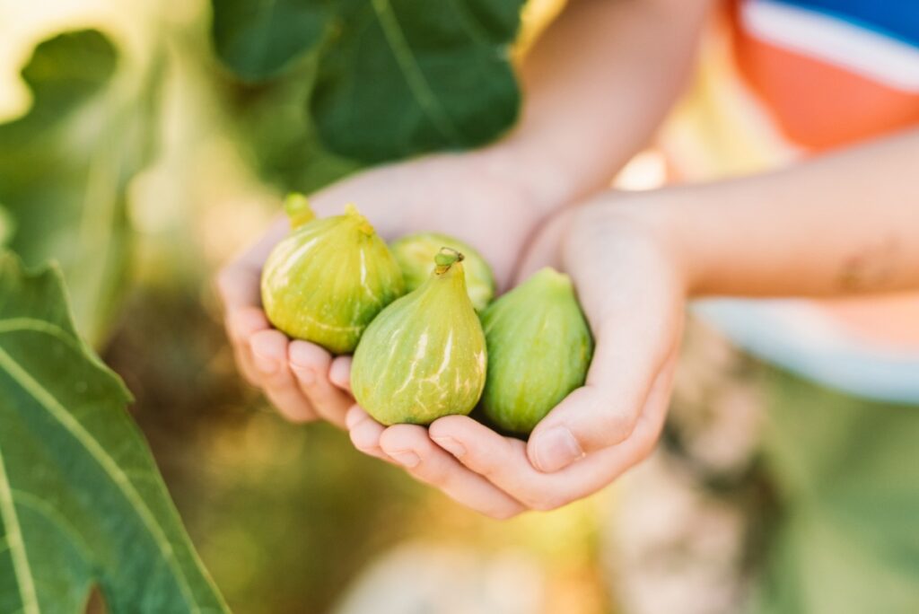 Des figues fraîches tenues à la main