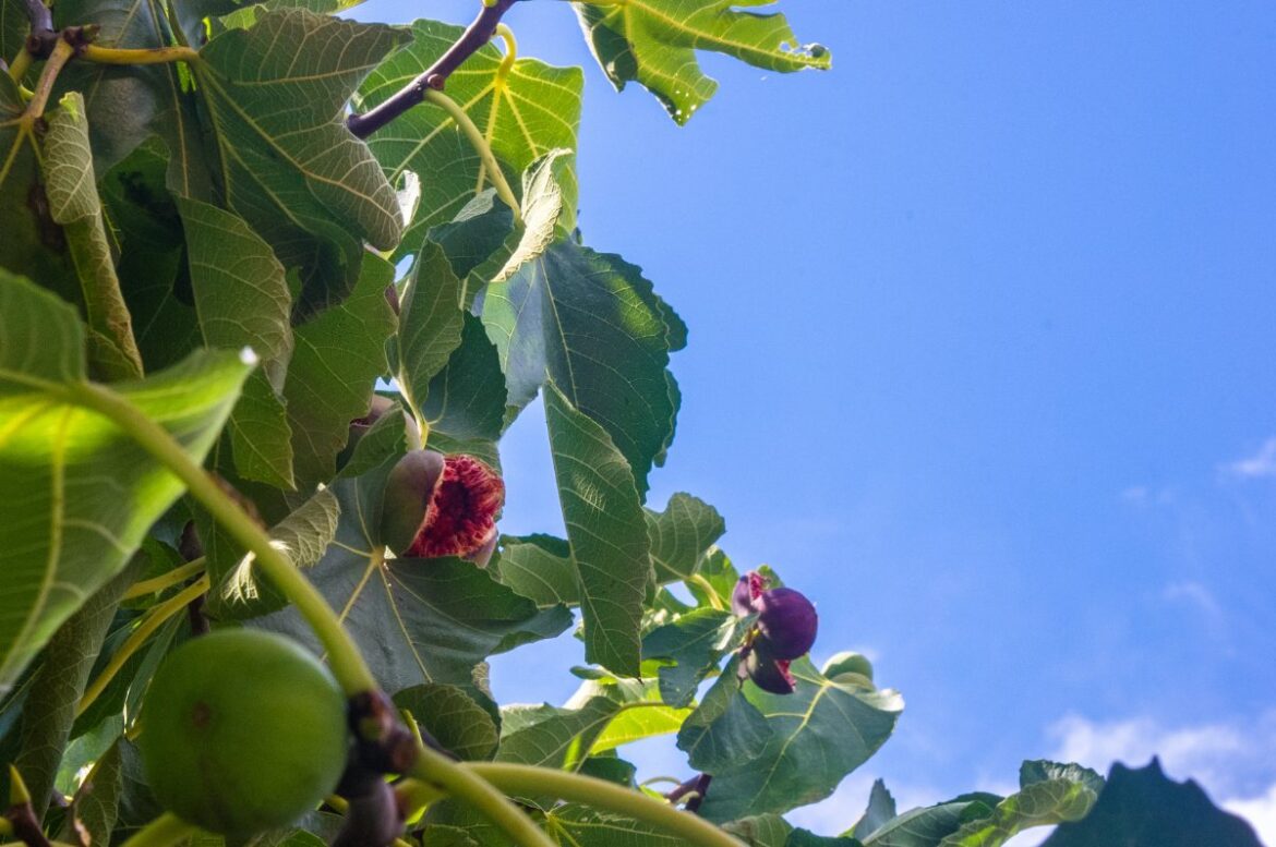 Des figues mûrissant sur un arbre avec des feuilles vertes