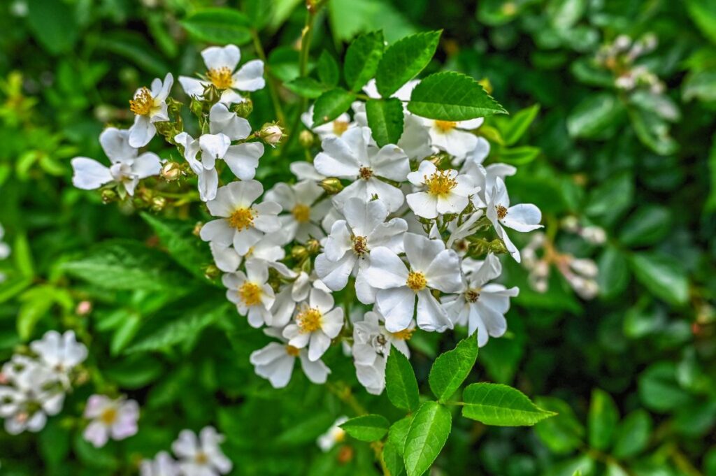 Des fleurs blanches d'oranger du mexique