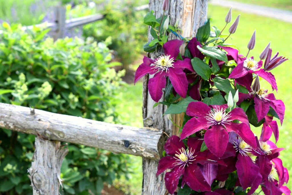 Fleurs de clématites bordeaux grimpant sur une clôture