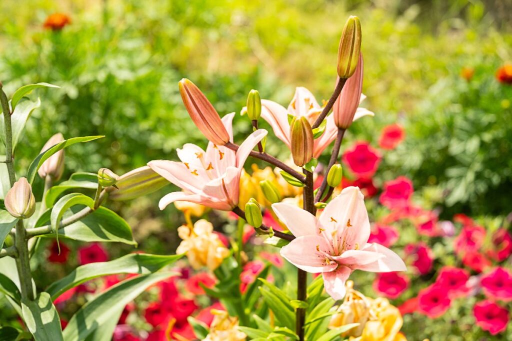 Des fleurs de lys roses dans un jardin