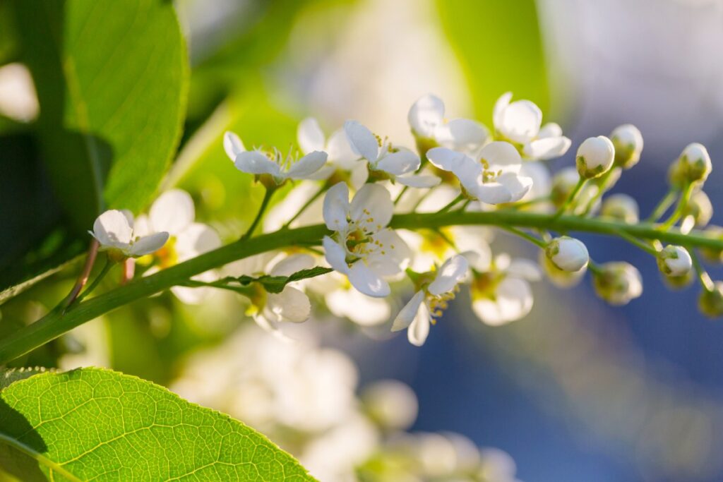 De jolies fleurs blanches poussant sur une branche