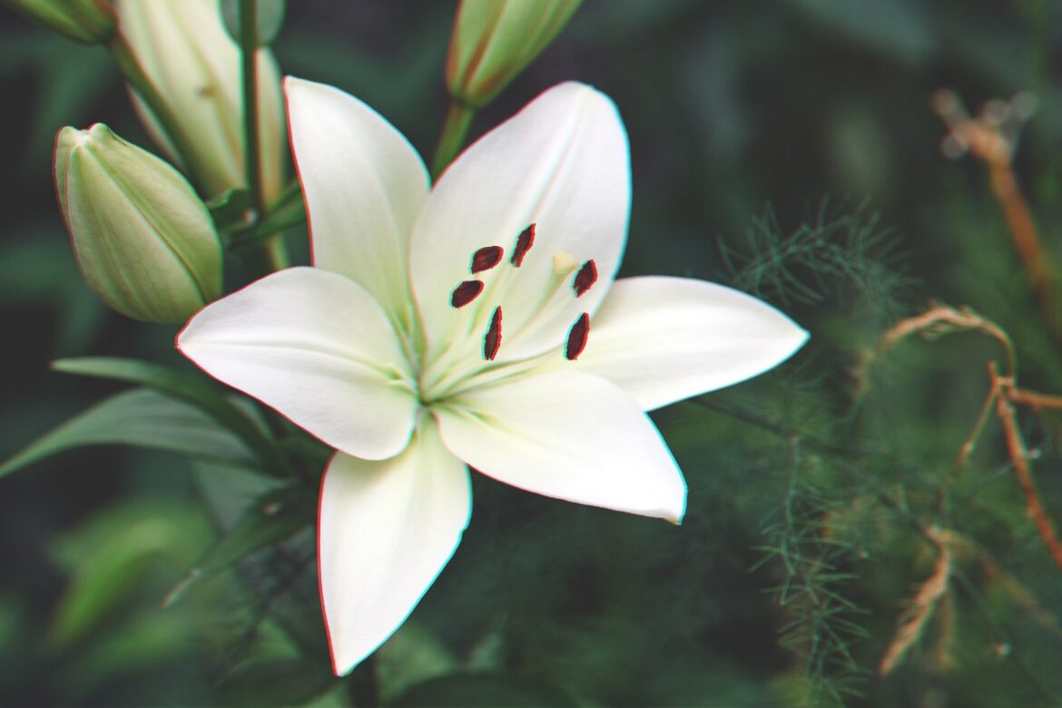 Lys blanc élégant dans le jardin