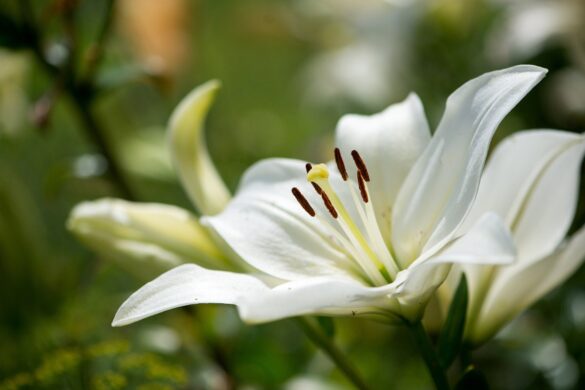 Fleur de lys blanc dans le jardin