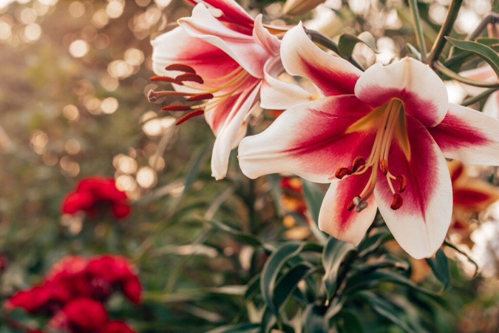 Lys planté dans un jardin