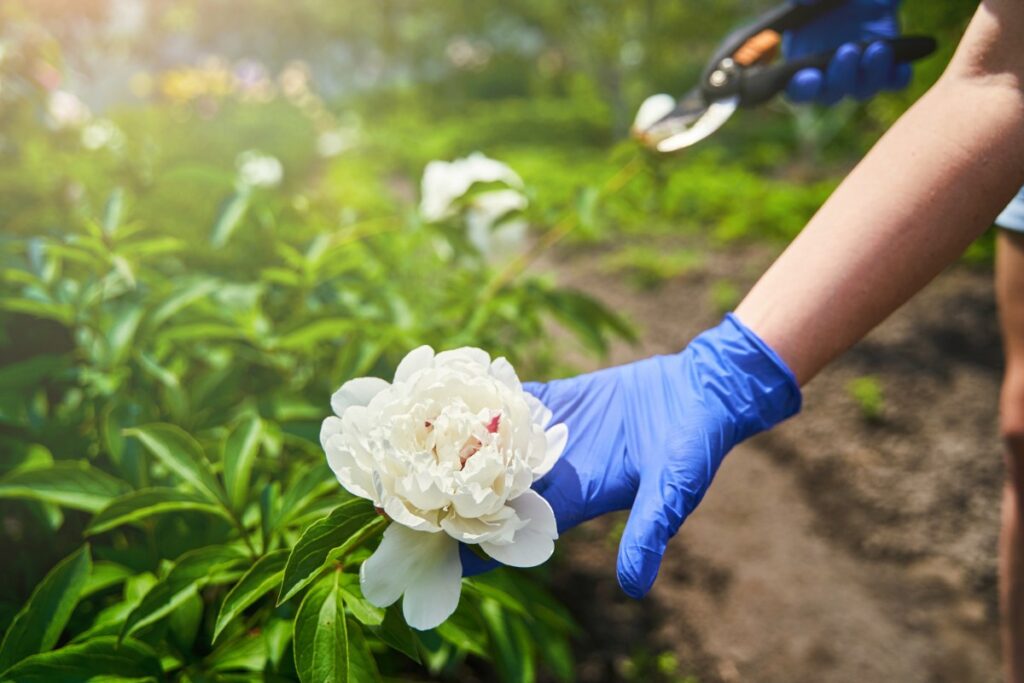 Main avec un gant tenant une fleur blanche de pivoine