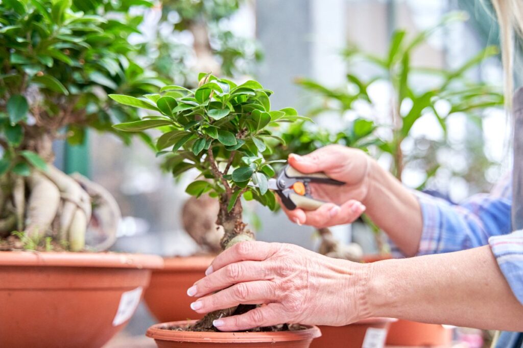Main s'occupant d'une plante de ficus
