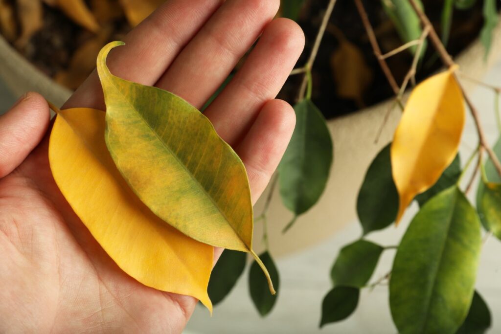 Main tenant des feuilles de ficus jaunes