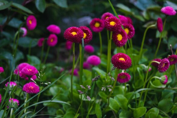 Des marguerites en fleurs dans le jardin