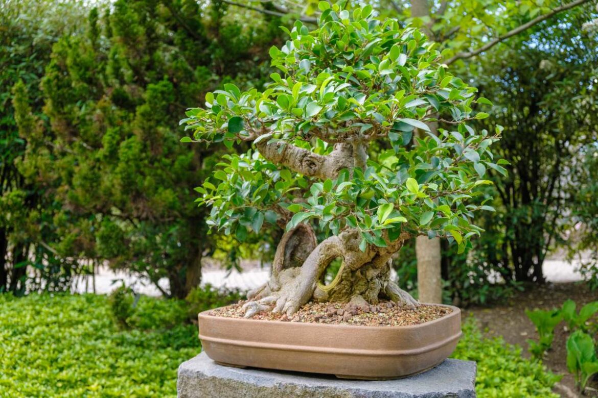 Plante de ficus en pot placée dans le jardin
