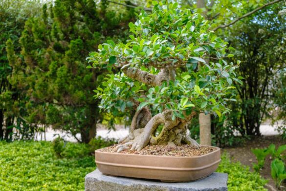 Plante de ficus en pot placée dans le jardin