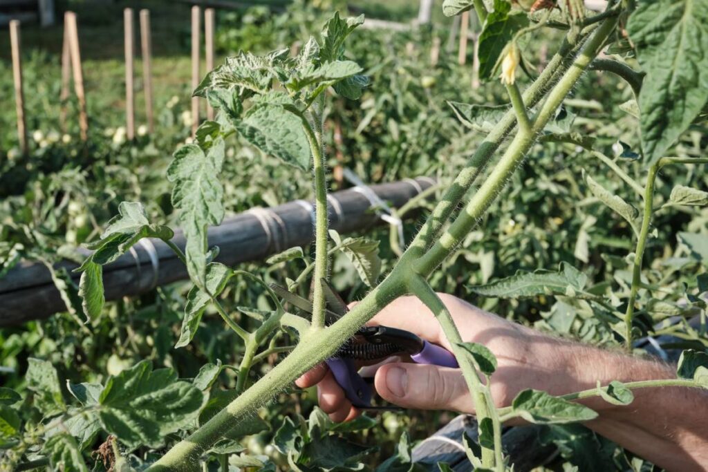 Une personne qui taille une plante de tomate